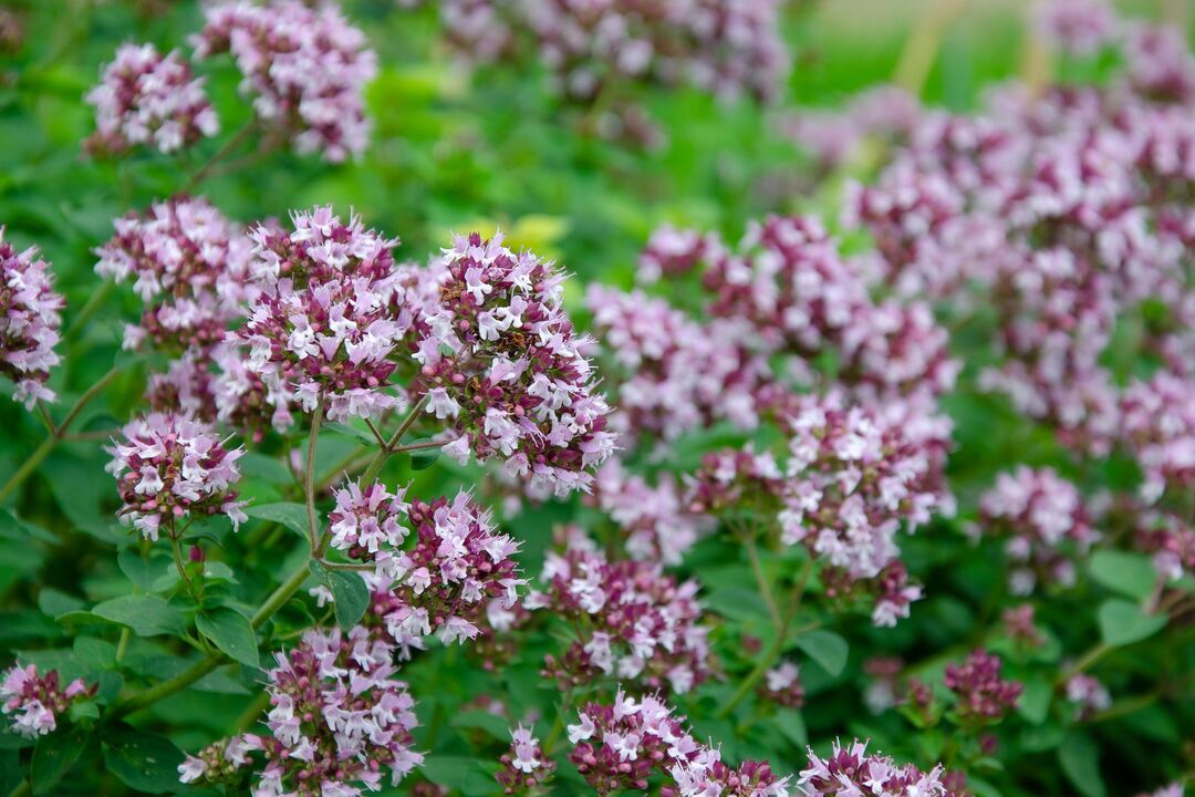oregano plant for the treatment of candidiasis